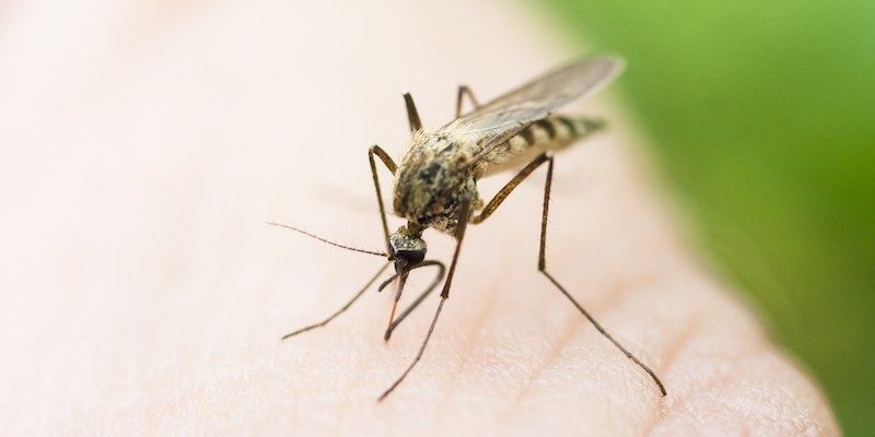 elite-daily-Zika-Virus-800x400