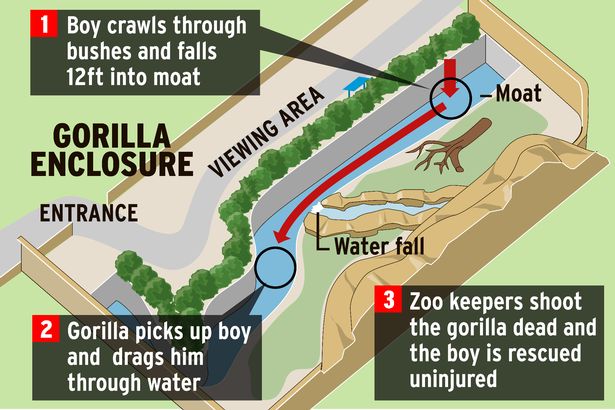 Cincinnati-Zoo-Gorilla-enclosure-graphic.jpg