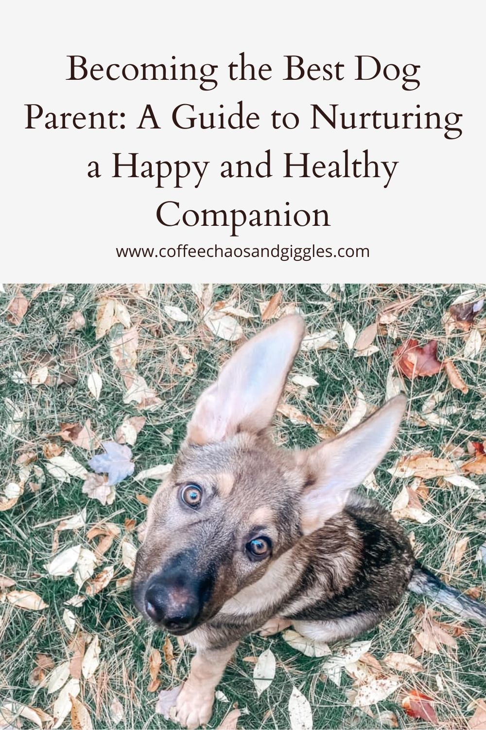 Becoming the Best Dog Parent: A Guide to Nurturing a Happy and Healthy Companion